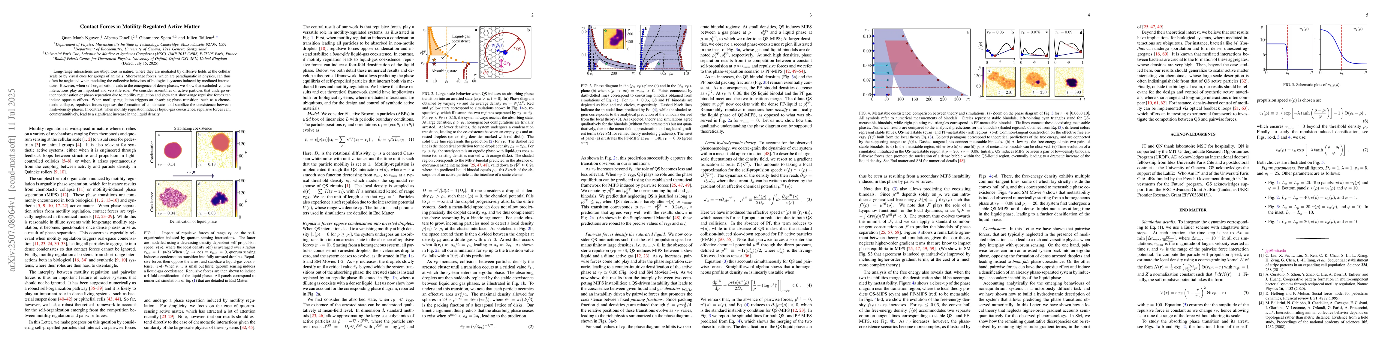 Thumbnail for Contact Forces in Motility-Regulated Active Matter