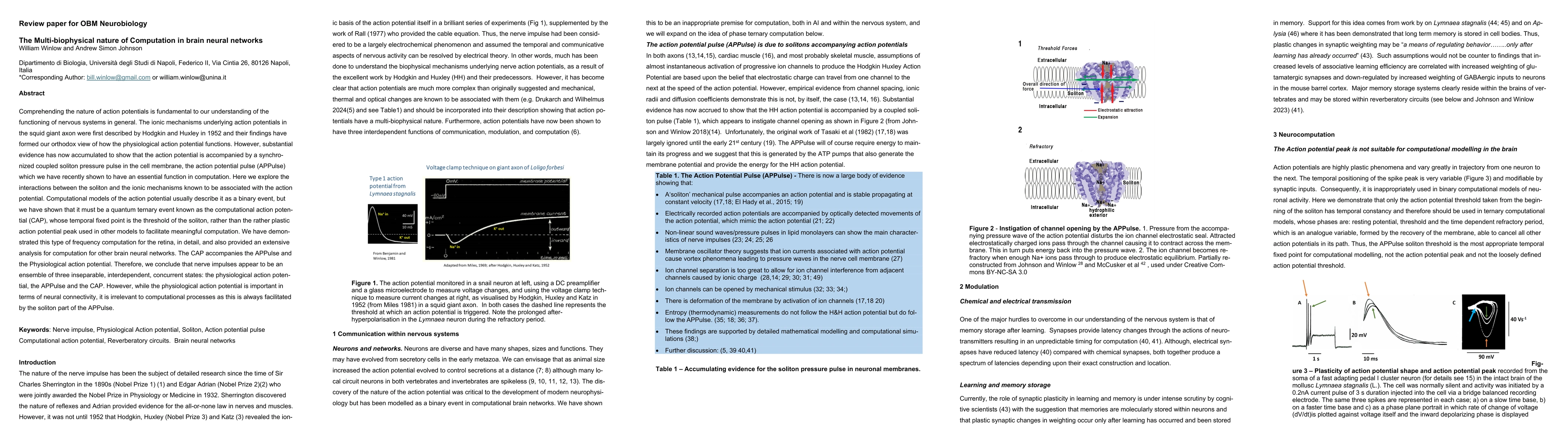 Thumbnail for The Multi-biophysical nature of Computation in brain neural networks
