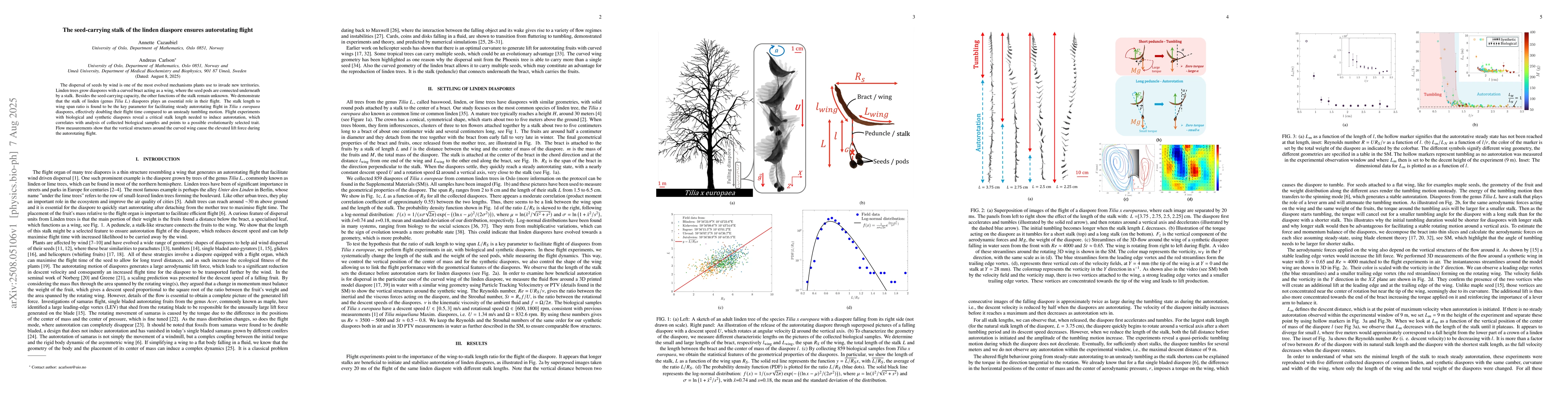 Thumbnail for The seed-carrying stalk of the linden diaspore ensures autorotating
  flight