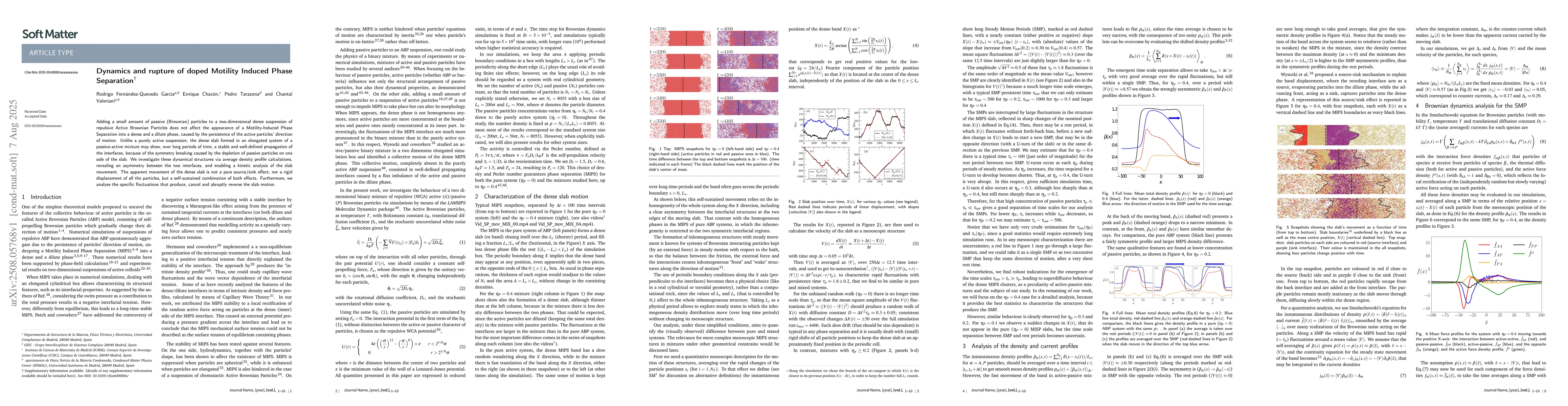 Thumbnail for Dynamics and rupture of doped Motility Induced Phase Peparation