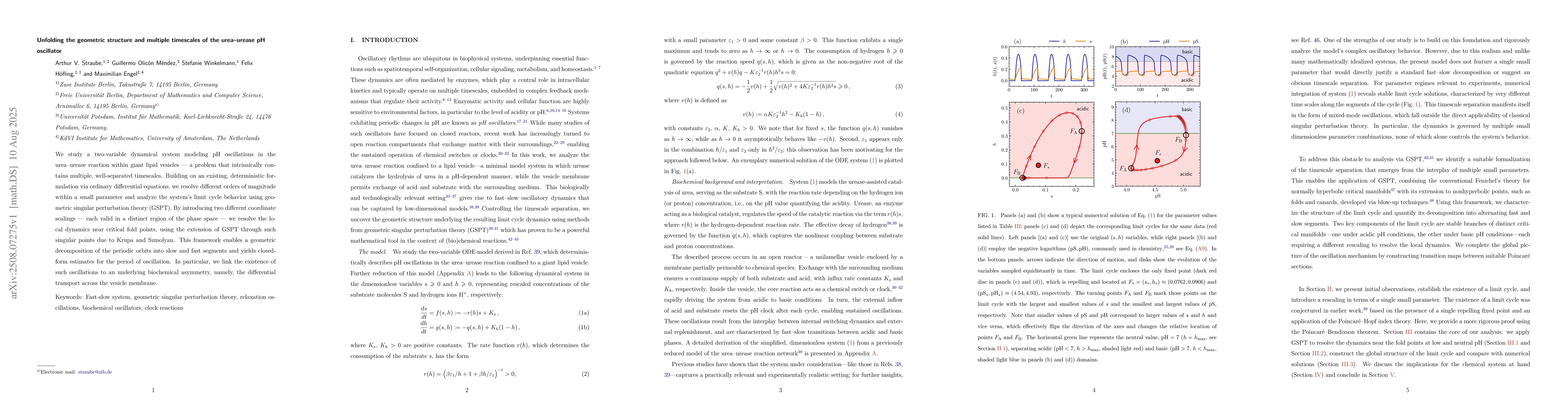 Thumbnail for Unfolding the geometric structure and multiple timescales of the
  urea-urease pH oscillator