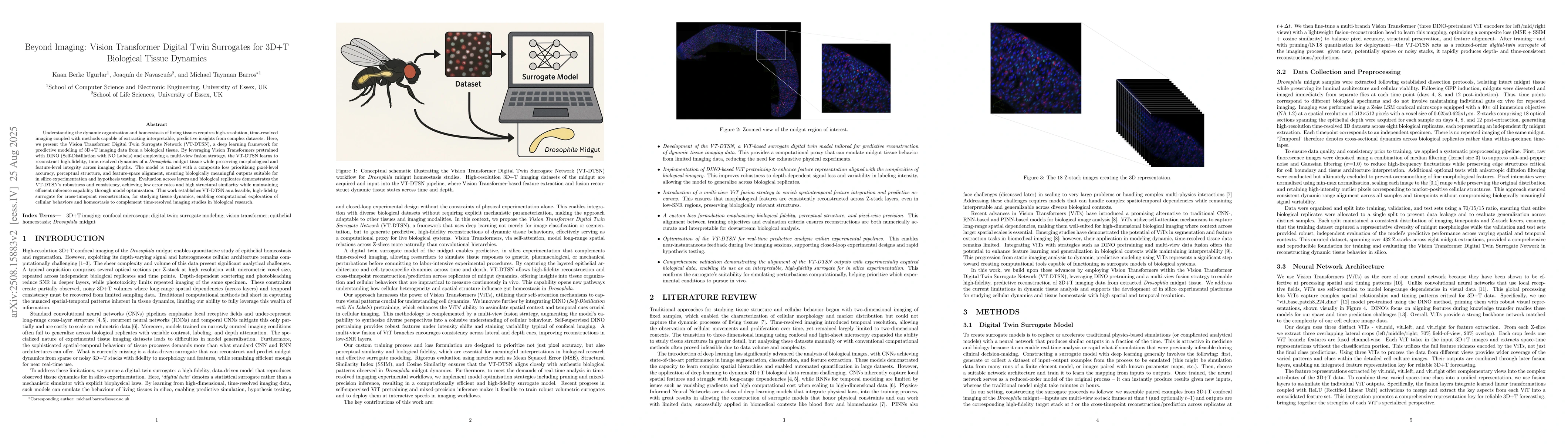 Thumbnail for Beyond Imaging: Vision Transformer Digital Twin Surrogates for 3D+T
  Biological Tissue Dynamics