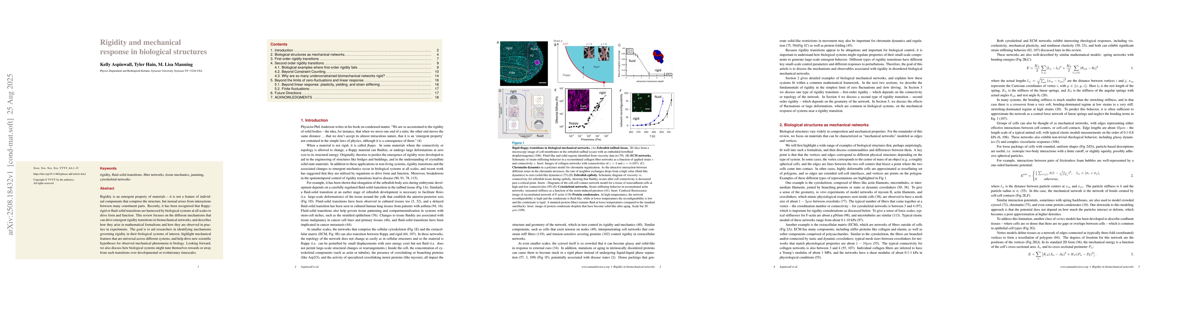 Thumbnail for Rigidity and mechanical response in biological structures