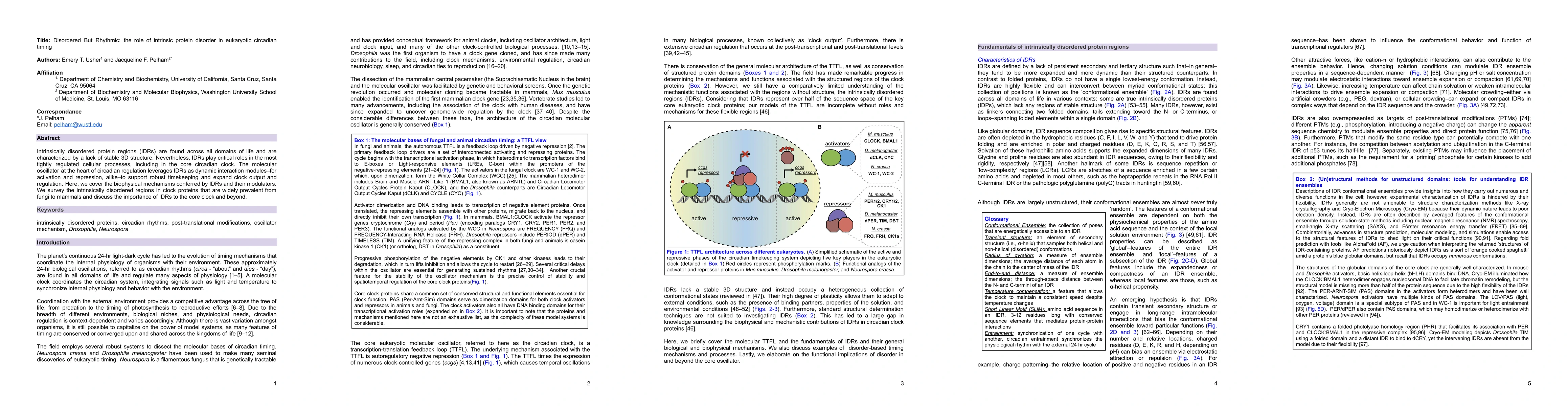 Thumbnail for Disordered But Rhythmic: the role of intrinsic protein disorder in
  eukaryotic circadian timing