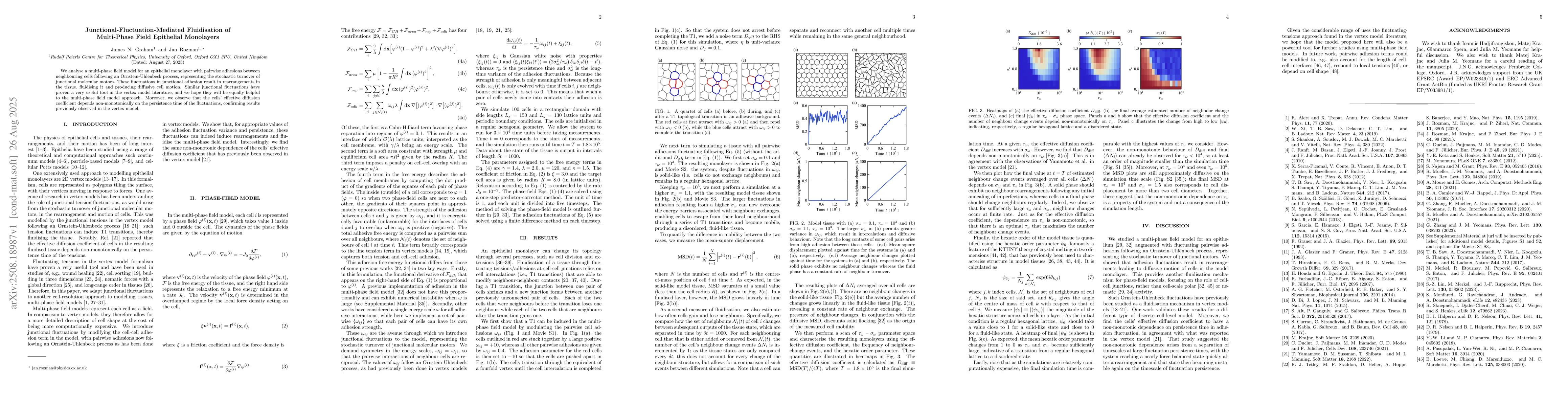 Thumbnail for Junctional-Fluctuation-Mediated Fluidisation of Multi-Phase Field
  Epithelial Monolayers