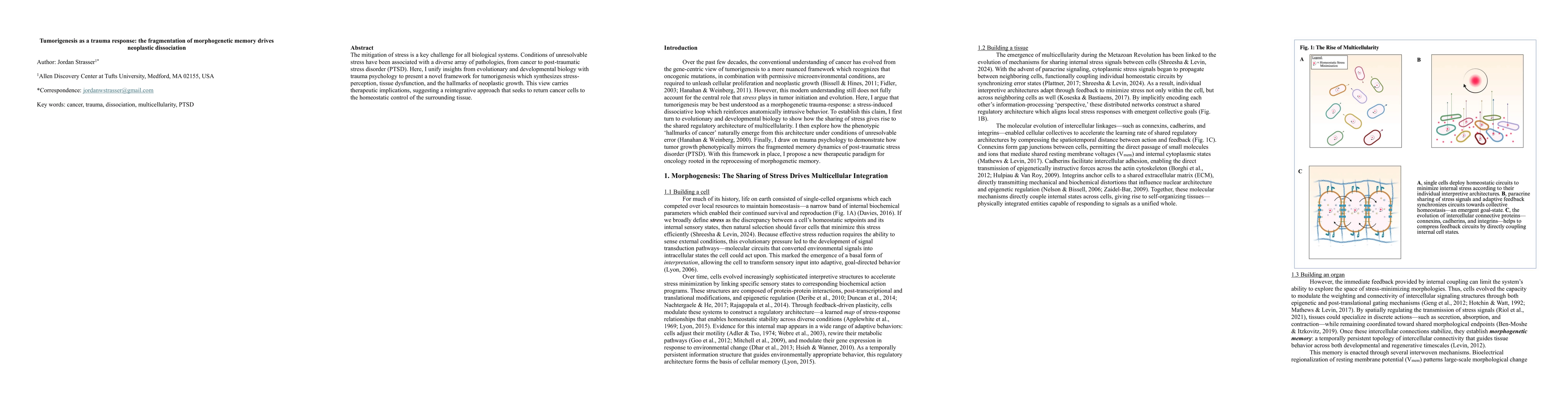 Thumbnail for Tumorigenesis as a trauma response: the fragmentation of morphogenetic
  memory drives neoplastic dissociation
