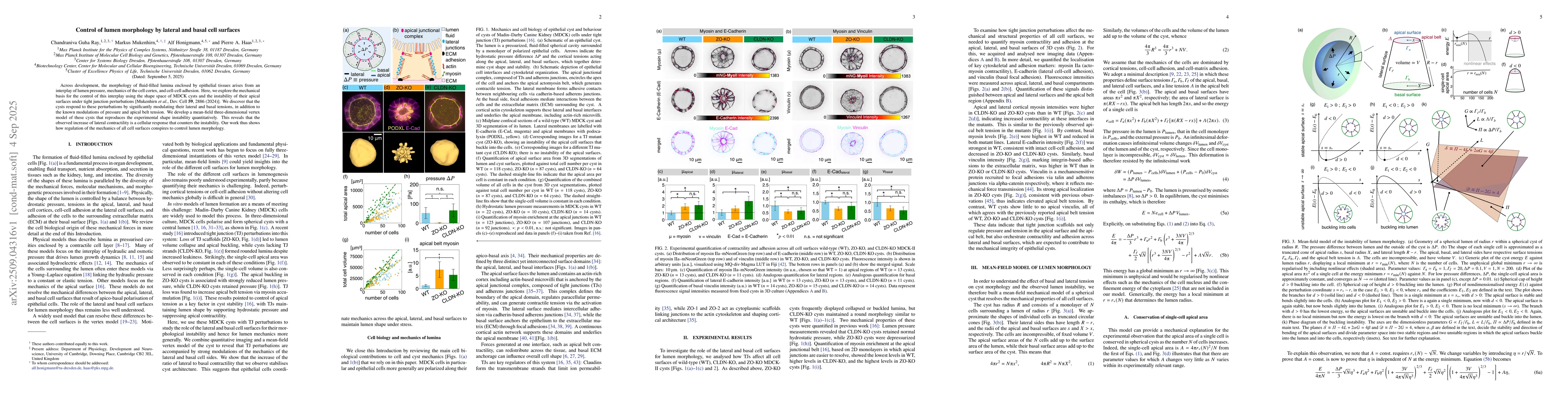 Thumbnail for Control of lumen morphology by lateral and basal cell surfaces