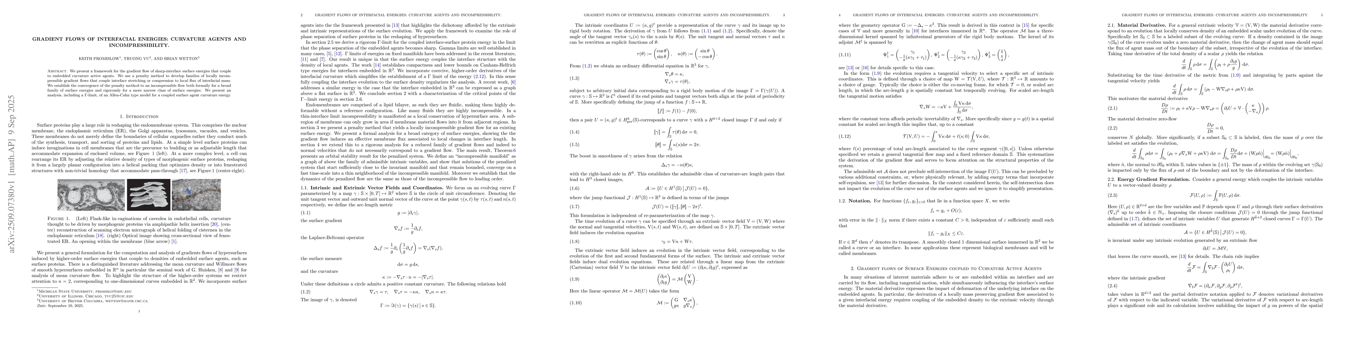 Thumbnail for Gradient Flows of Interfacial Energies: Curvature Agents and
  Incompressibility