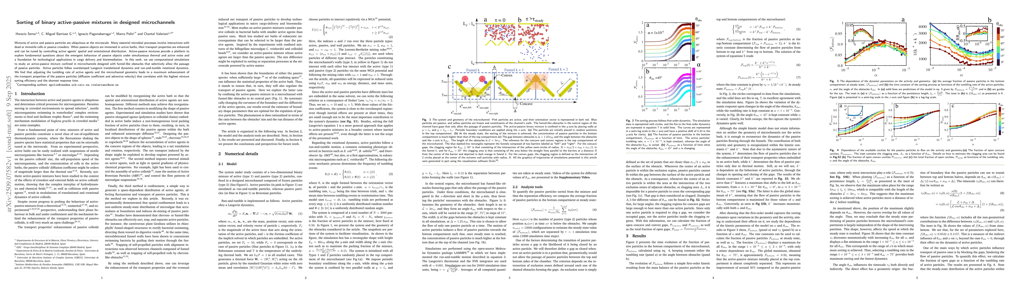 Thumbnail for Sorting of binary active-passive mixtures in designed microchannels