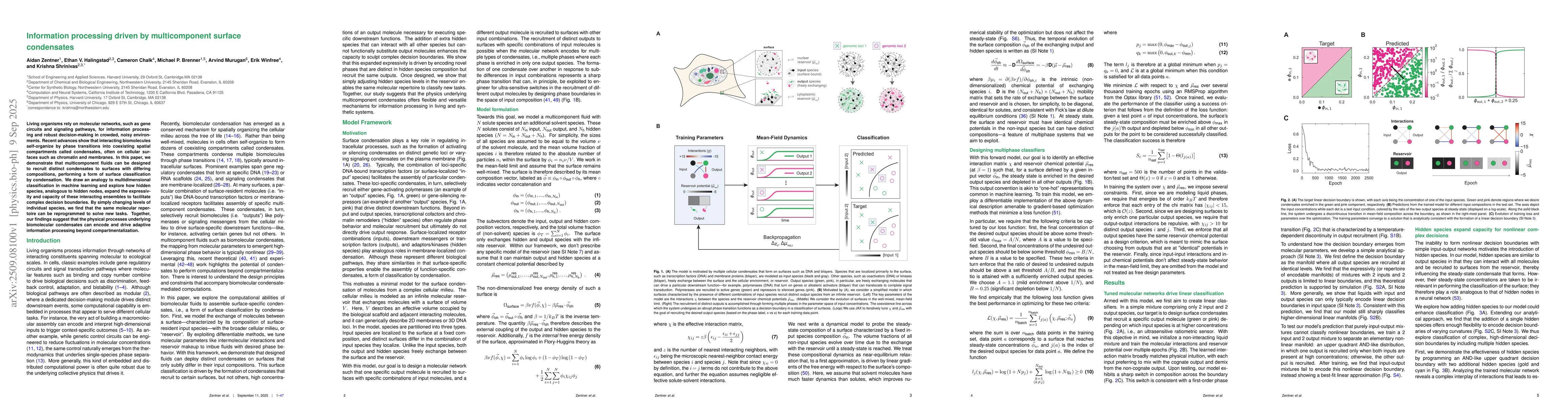 Thumbnail for Information processing driven by multicomponent surface condensates
