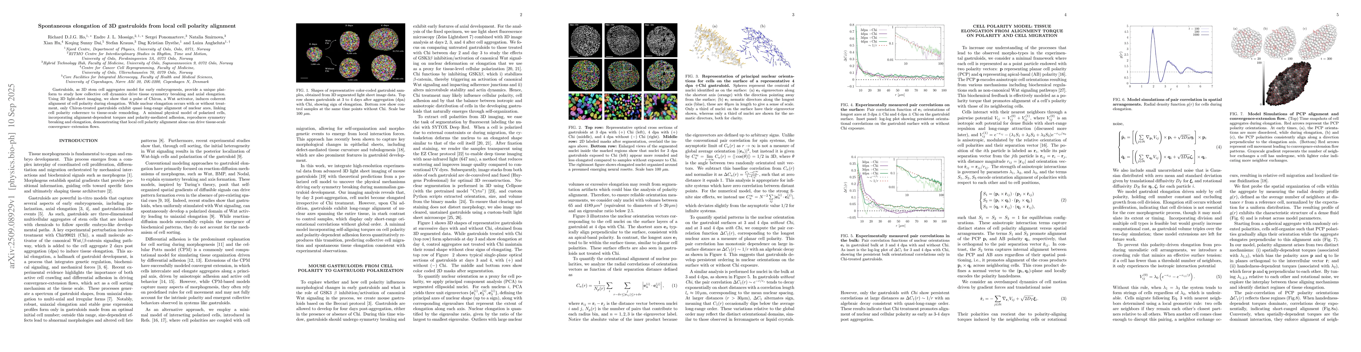 Thumbnail for Spontaneous elongation of 3D gastruloids from local cell polarity
  alignment