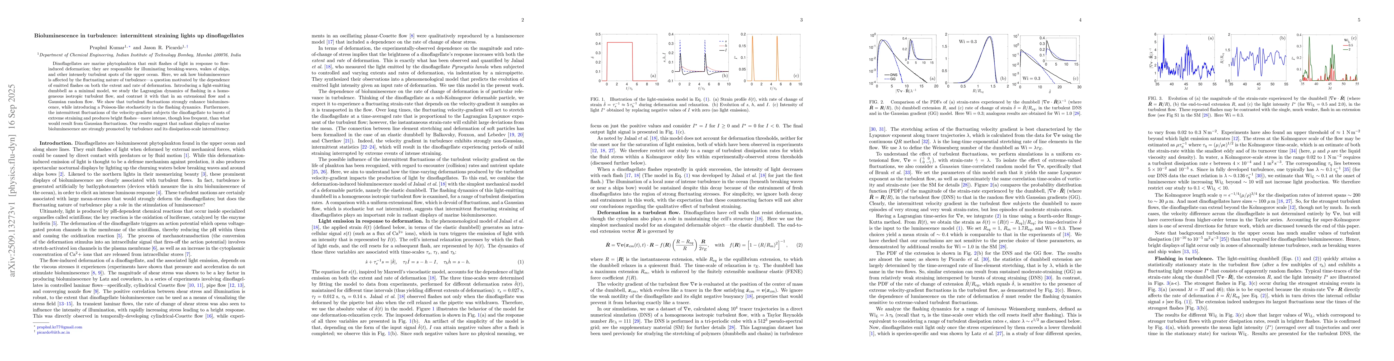 Thumbnail for Bioluminescence in turbulence: intermittent straining lights up
  dinoflagellates