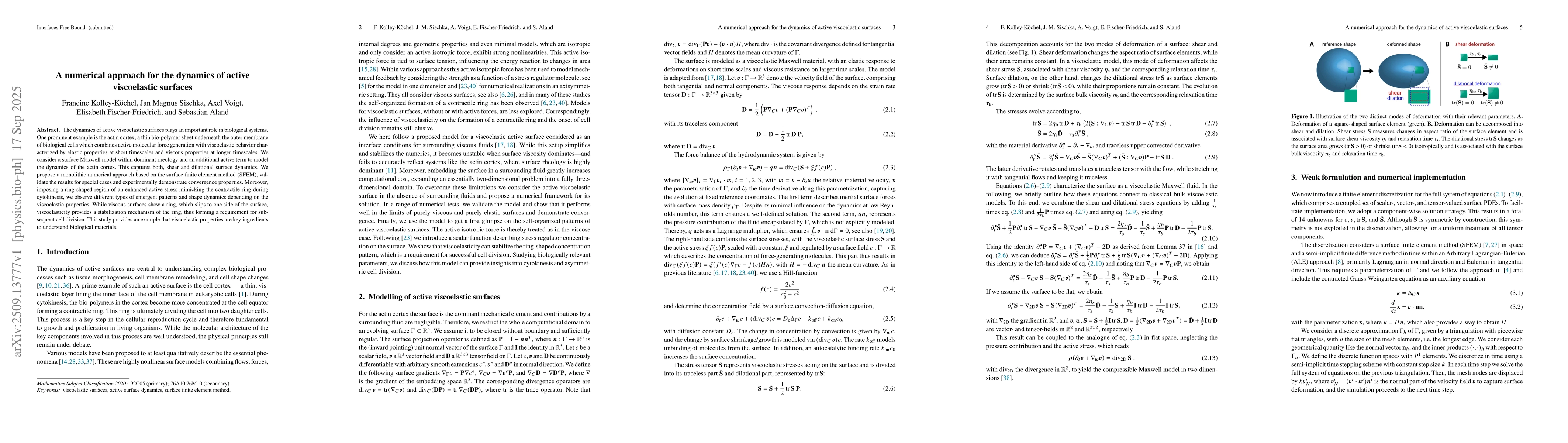 Thumbnail for A numerical approach for the dynamics of active viscoelastic surfaces