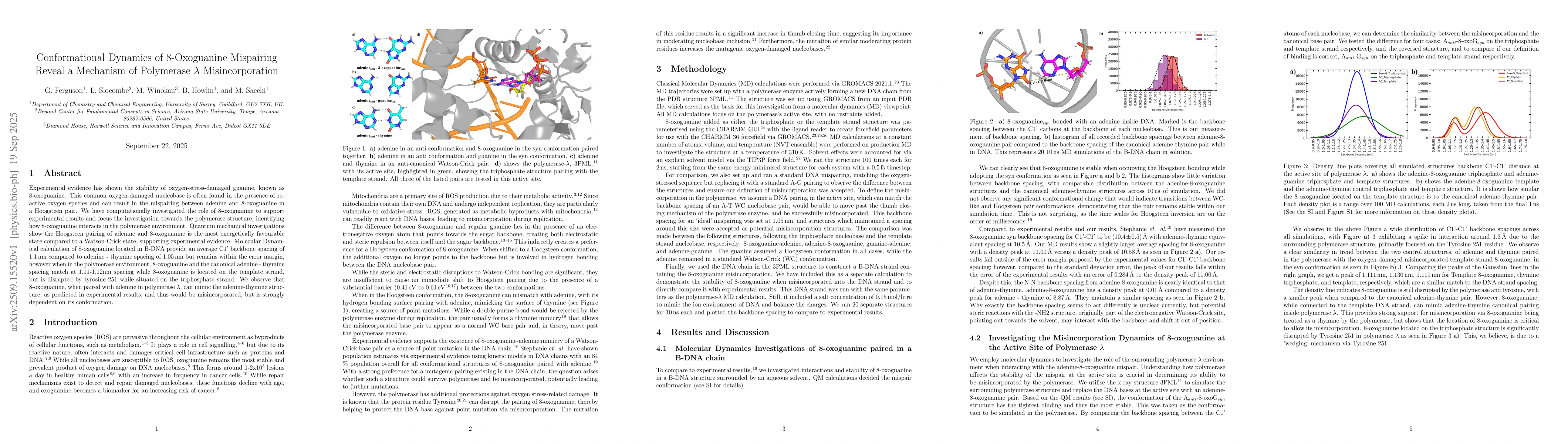 Thumbnail for Conformational Dynamics of 8-Oxoguanine Mispairing Reveal a Mechanism of
  Polymerase λ Misincorporation