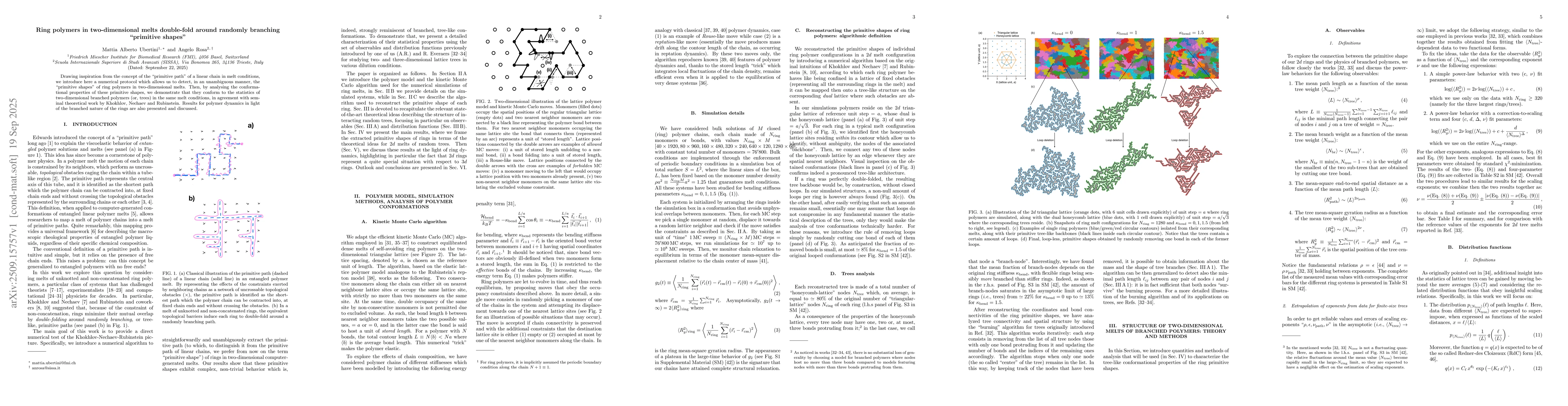 Thumbnail for Ring polymers in two-dimensional melts double-fold around randomly
  branching "primitive shapes"