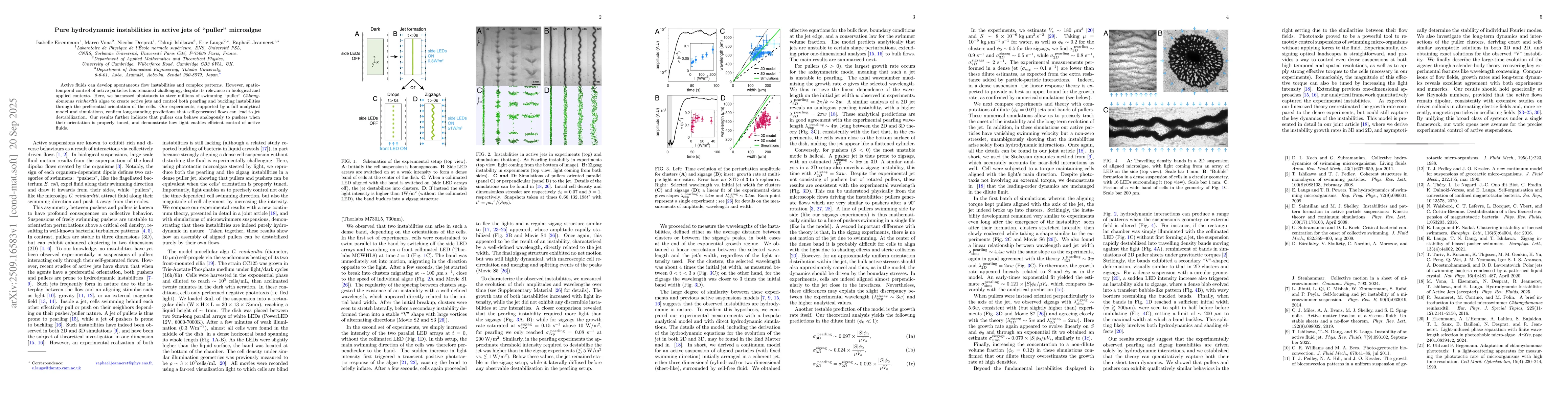 Thumbnail for Pure hydrodynamic instabilities in active jets of "puller" microalgae