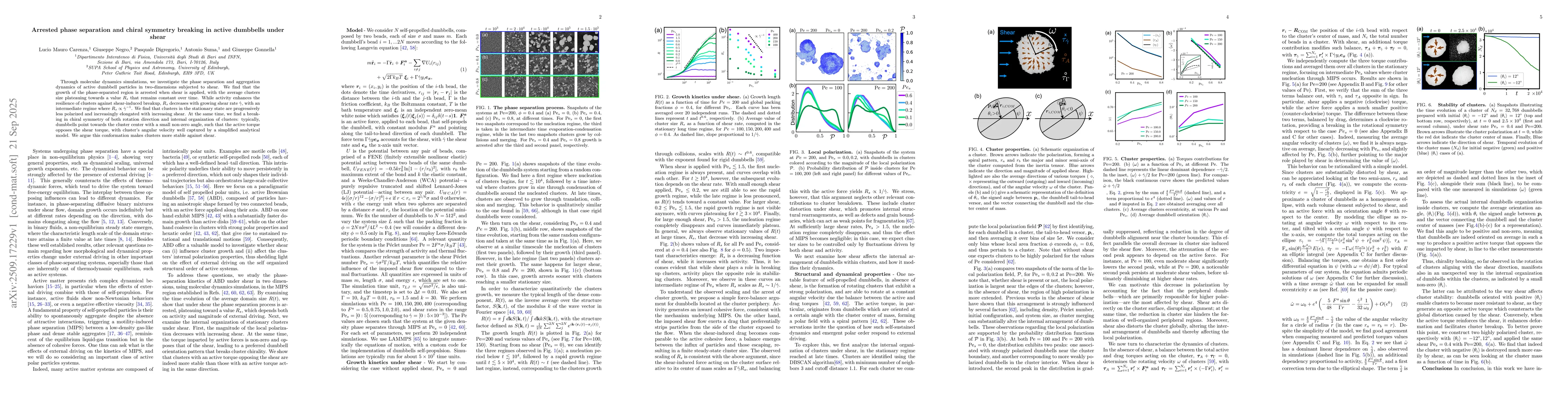 Thumbnail for Arrested phase separation and chiral symmetry breaking in active
  dumbbells under shear