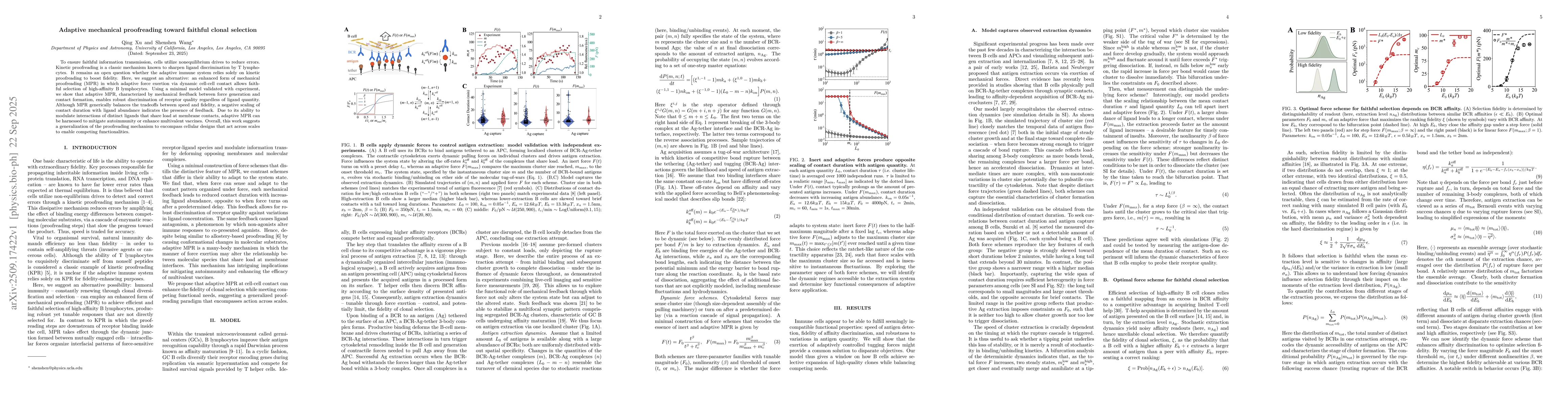 Thumbnail for Adaptive mechanical proofreading toward faithful clonal selection