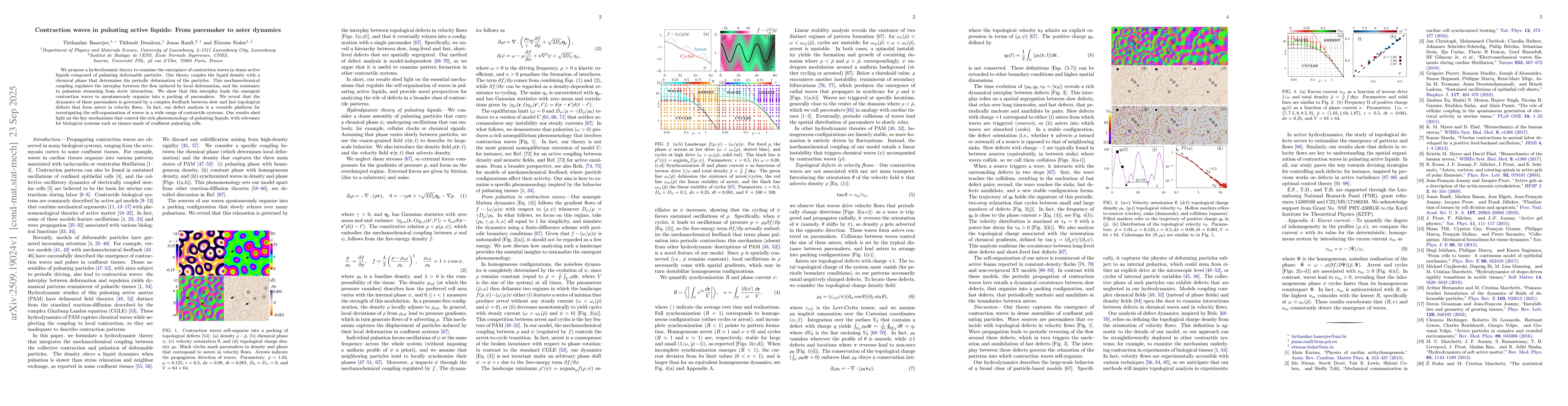 Thumbnail for Contraction waves in pulsating active liquids: From pacemaker to aster
  dynamics