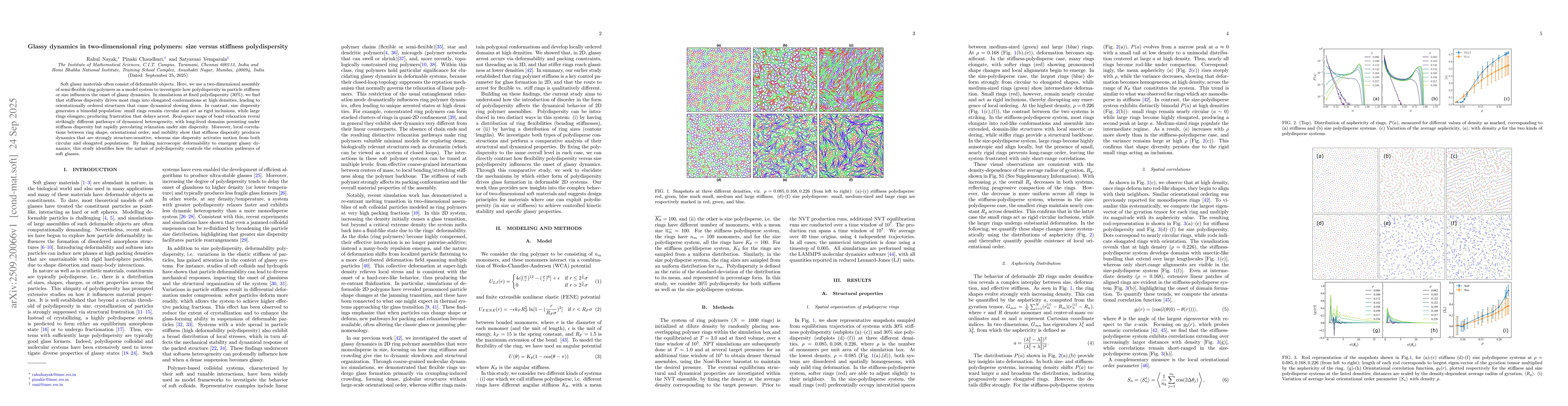 Thumbnail for Glassy dynamics in two-dimensional ring polymers: size versus stiffness
  polydispersity