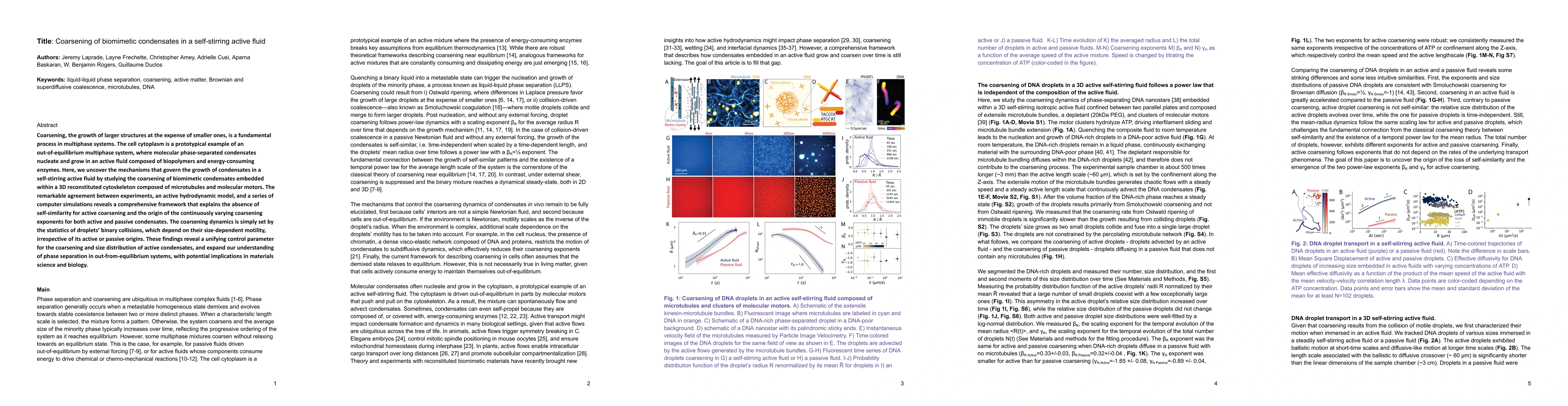 Thumbnail for Coarsening of biomimetic condensates in a self-stirring active fluid