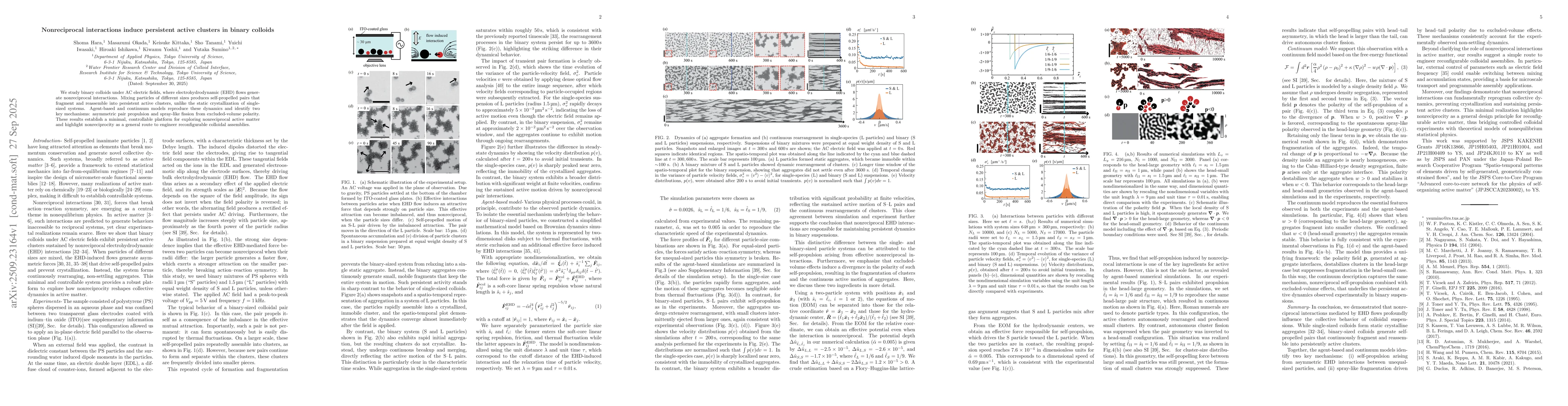 Thumbnail for Nonreciprocal interactions induce persistent active clusters in binary
  colloids