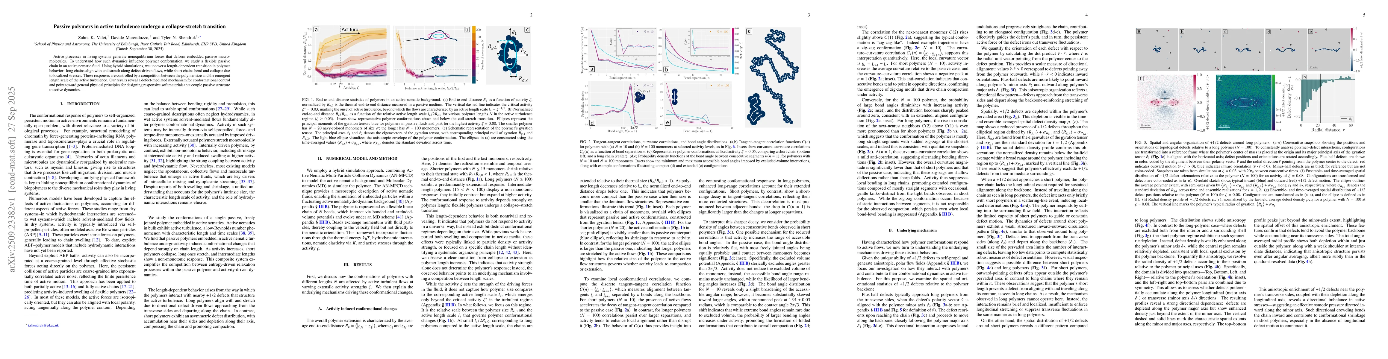 Thumbnail for Passive polymers in active turbulence undergo a collapse-stretch
  transition