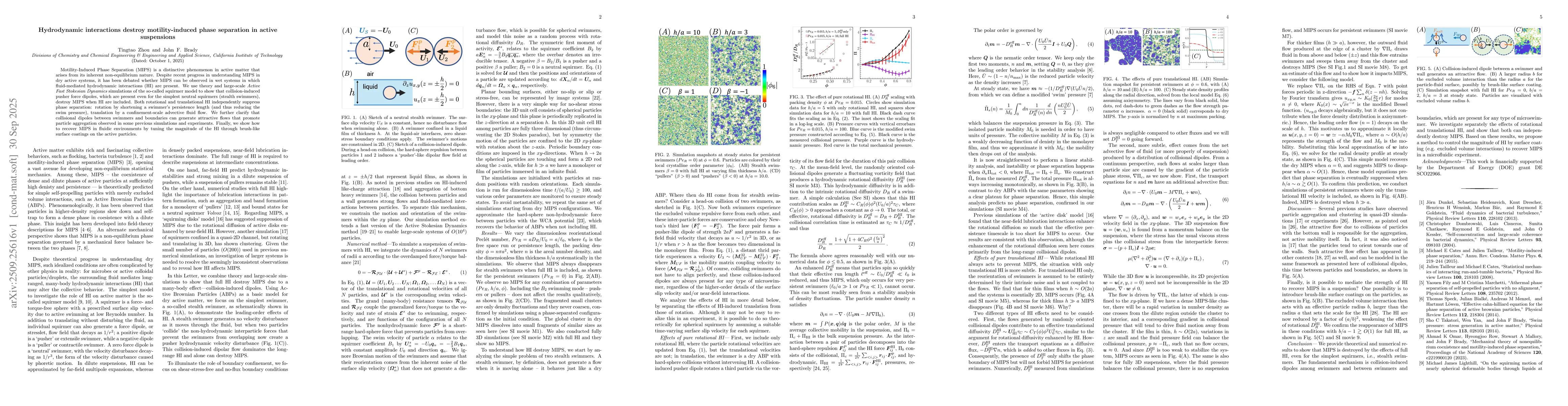 Thumbnail for Hydrodynamic interactions destroy motility-induced phase separation in
  active suspensions