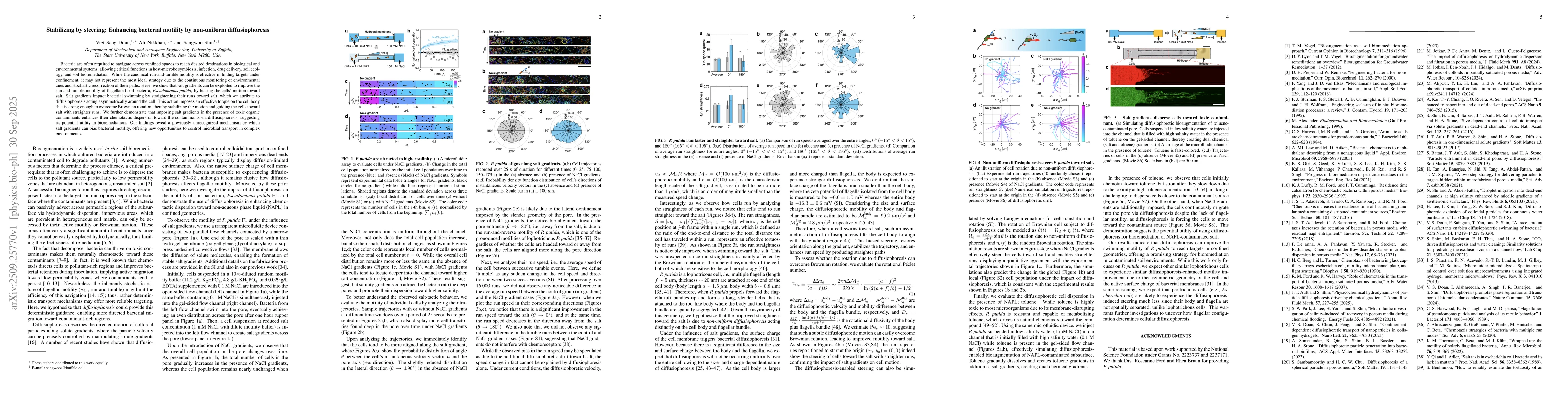 Thumbnail for Stabilizing by steering: Enhancing bacterial motility by non-uniform
  diffusiophoresis