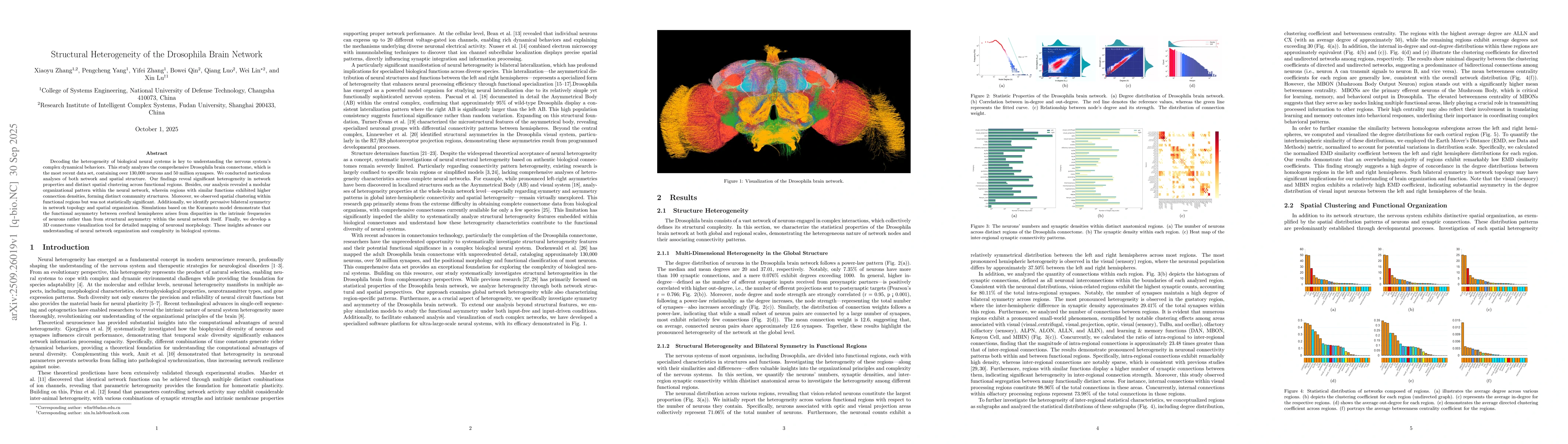 Thumbnail for Structural Heterogeneity of the Drosophila Brain Network