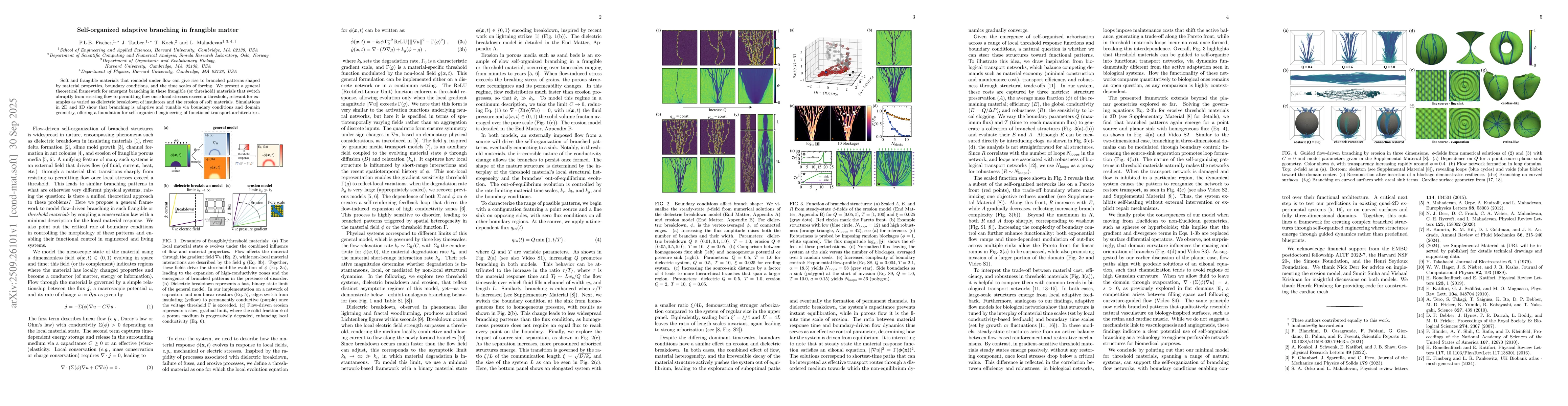 Thumbnail for Self-organized adaptive branching in frangible matter