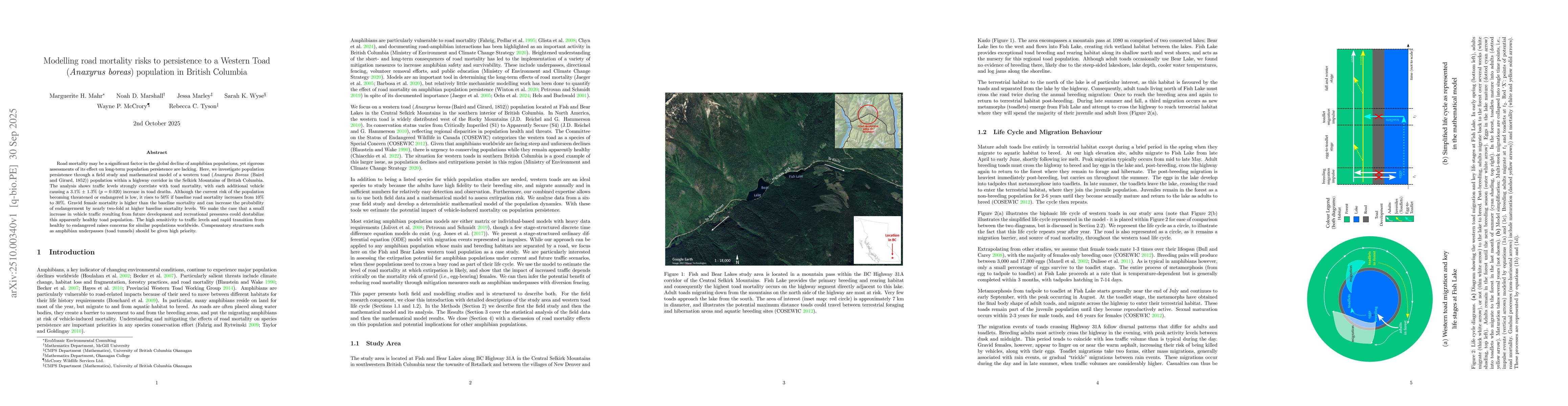 Thumbnail for Modelling road mortality risks to persistence to a Western Toad ({\it
  Anaxyrus boreas}) population in British Columbia