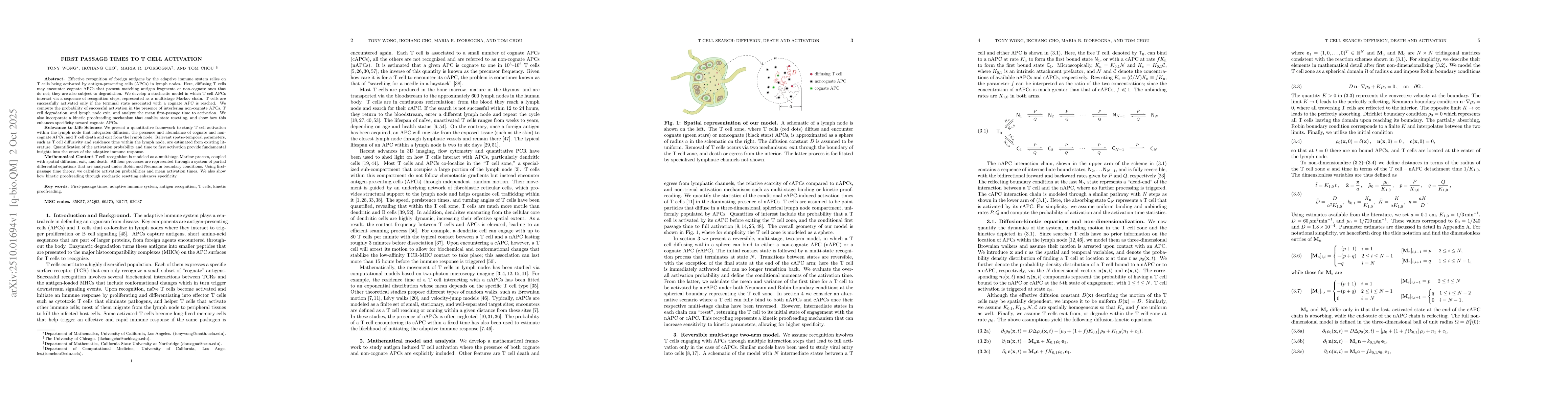 Thumbnail for First passage times to T cell activation