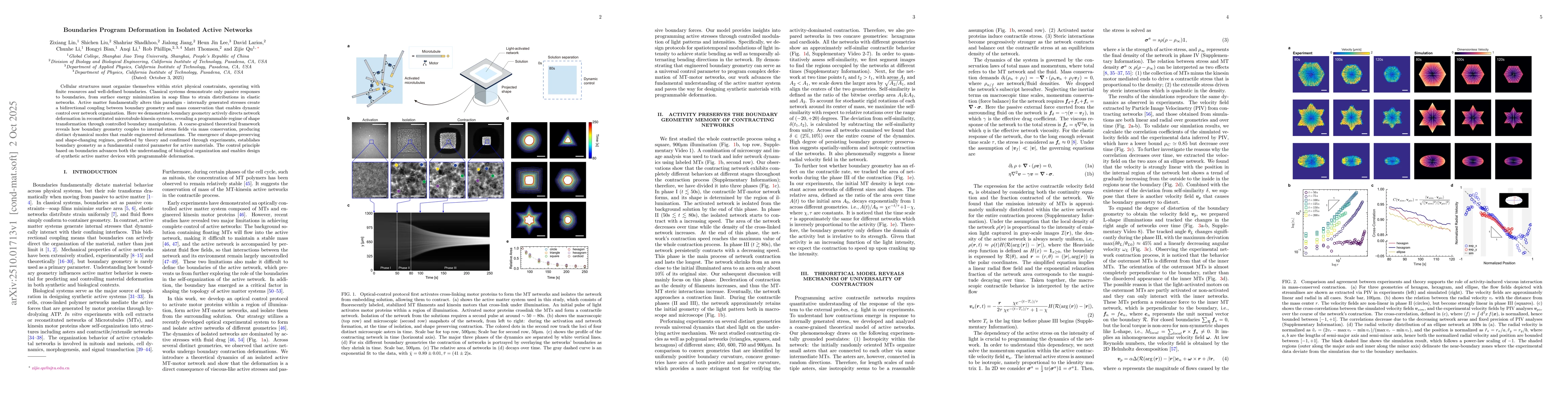 Thumbnail for Boundaries Program Deformation in Isolated Active Networks