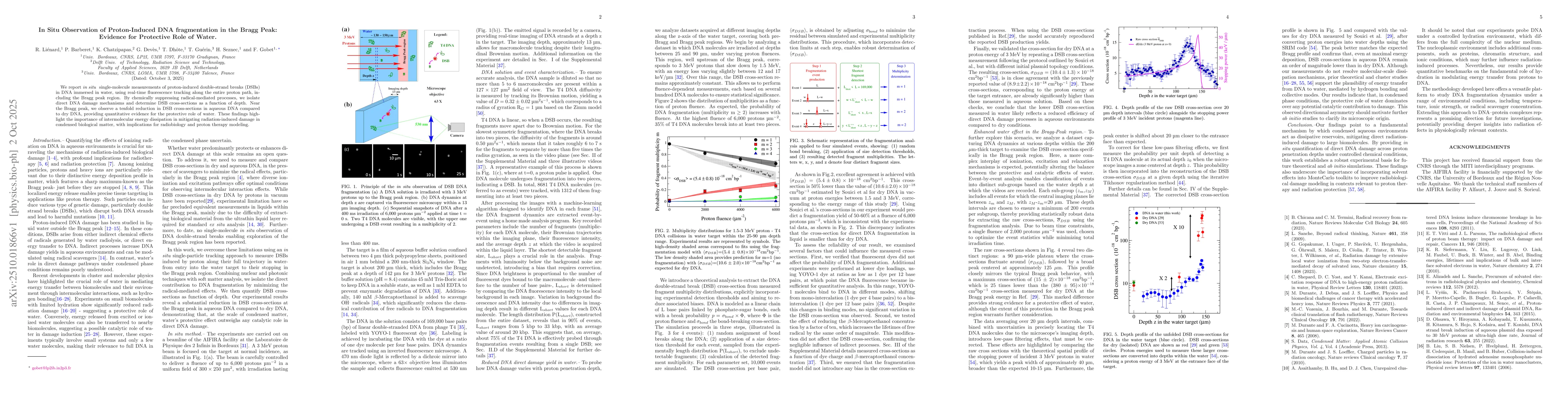 Thumbnail for In Situ Observation of Proton-Induced DNA Fragmentation in the Bragg
  Peak: Evidence for a Protective Role of Water