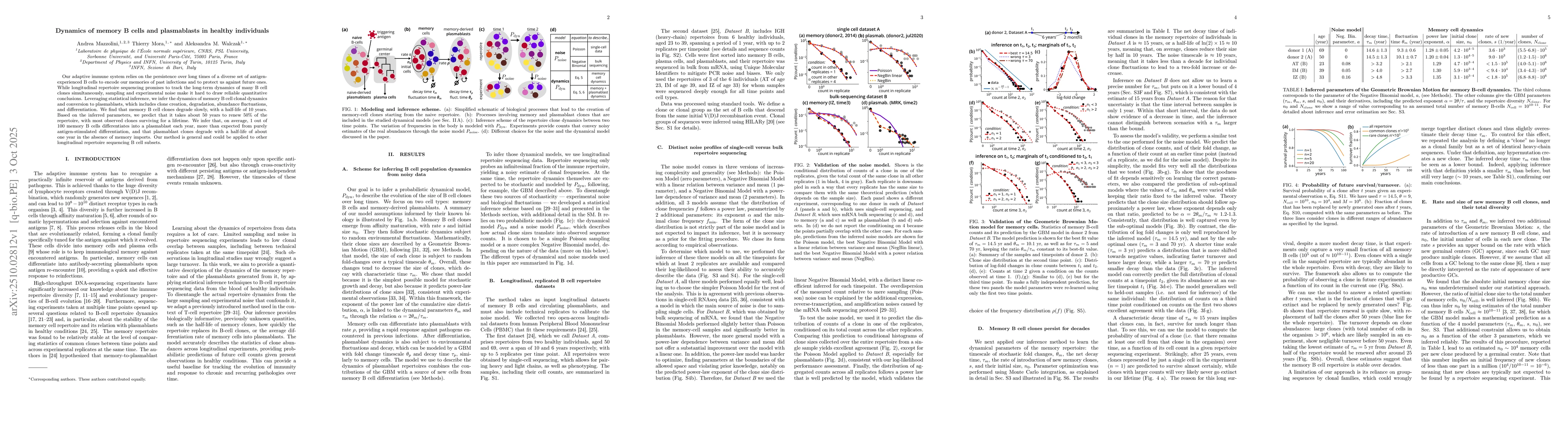 Thumbnail for Dynamics of memory B cells and plasmablasts in healthy individuals