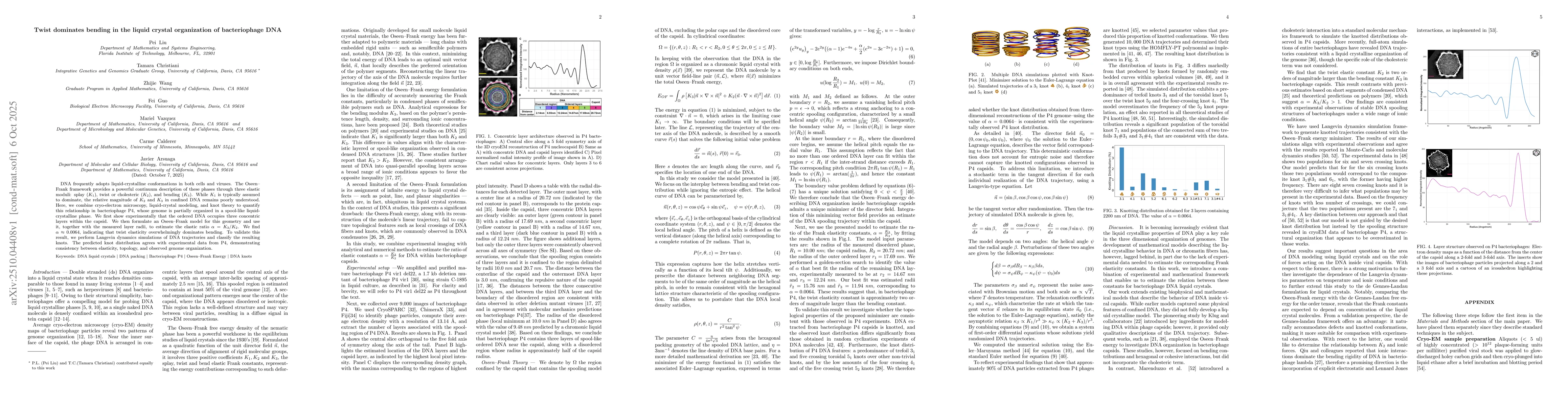 Thumbnail for Twist dominates bending in the liquid crystal organization of
  bacteriophage DNA
