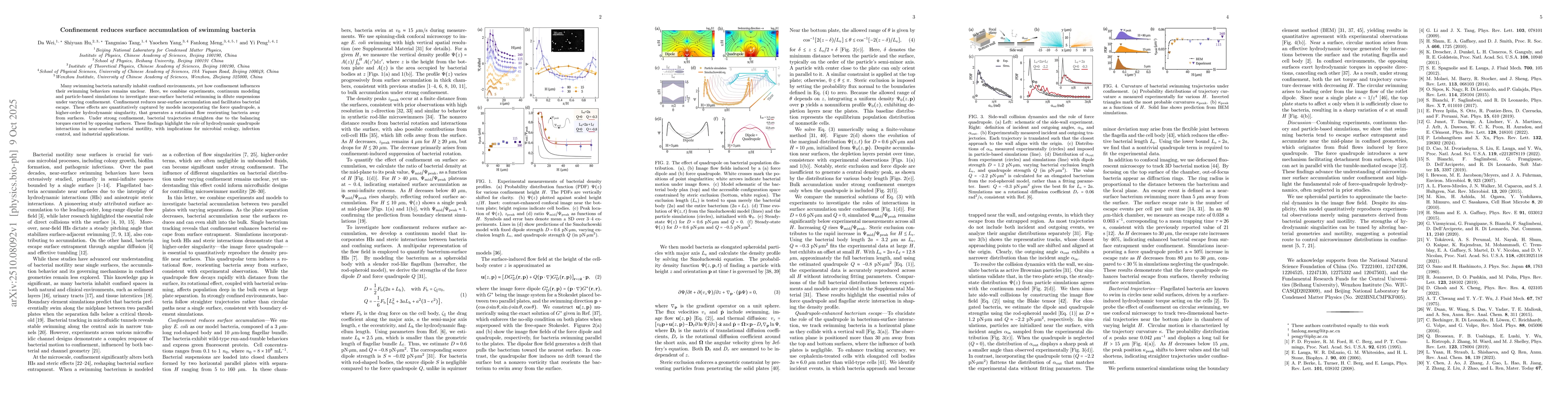 Thumbnail for Confinement reduces surface accumulation of swimming bacteria
