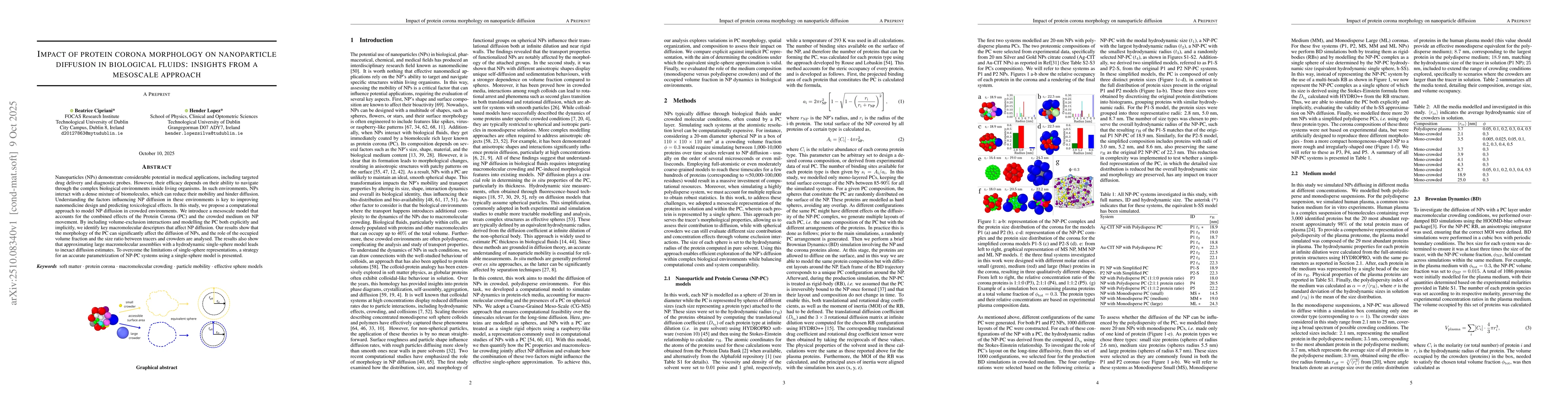 Thumbnail for Impact of protein corona morphology on nanoparticle diffusion in
  biological fluids: insights from a mesoscale approach