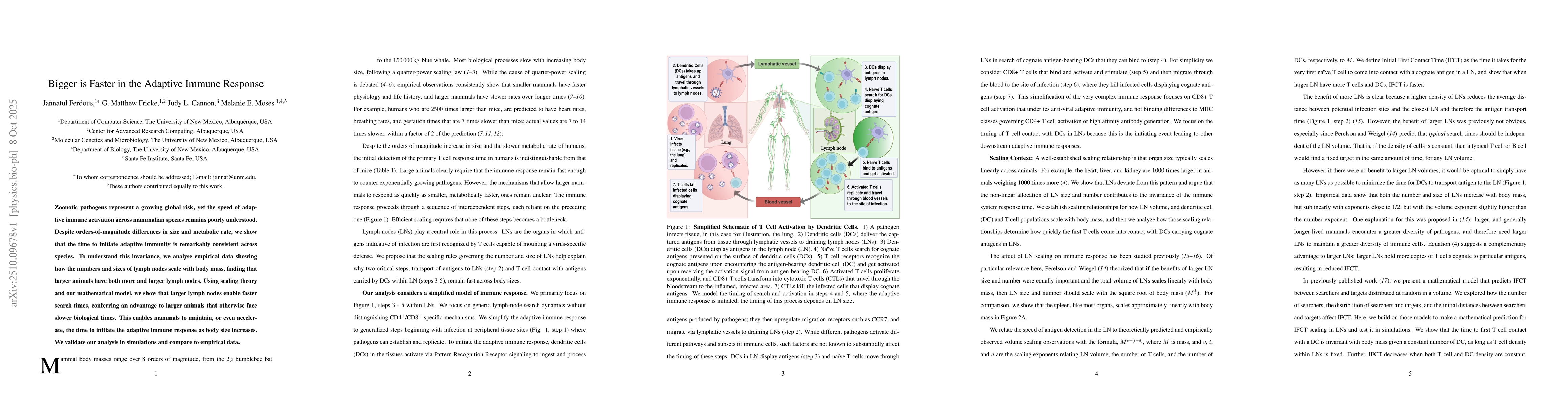 Thumbnail for Bigger is Faster in the Adaptive Immune Response