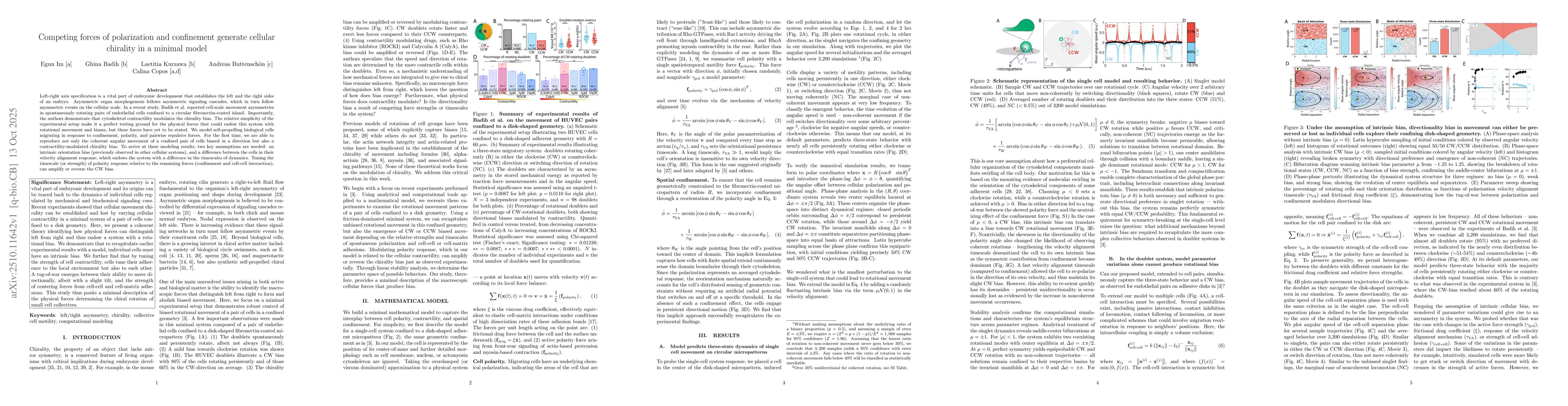 Thumbnail for Competing forces of polarization and confinement generate cellular
  chirality in a minimal model
