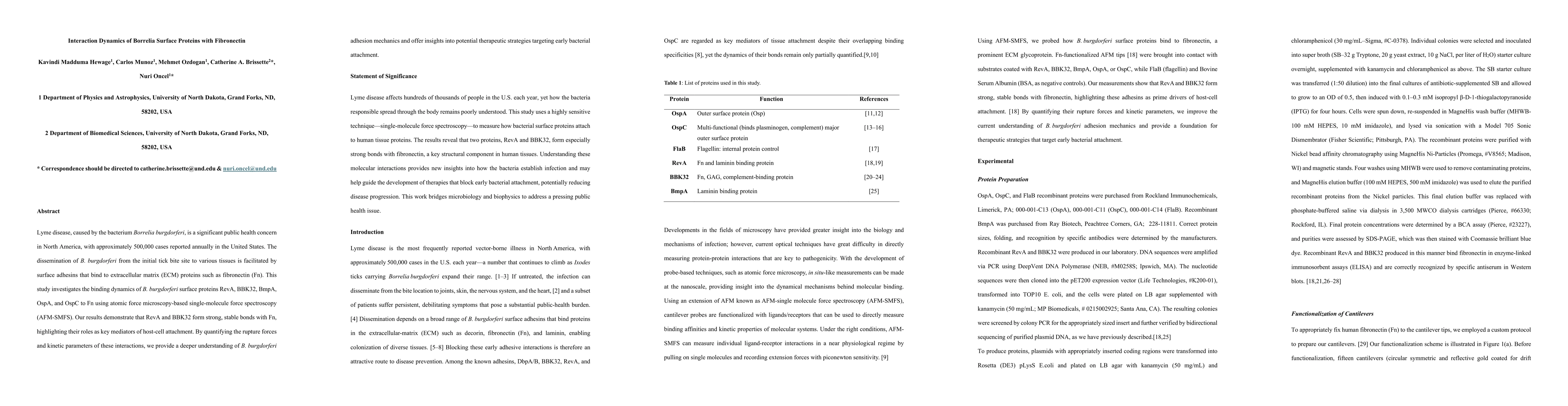 Thumbnail for Interaction Dynamics of Borrelia Surface Proteins with Fibronectin