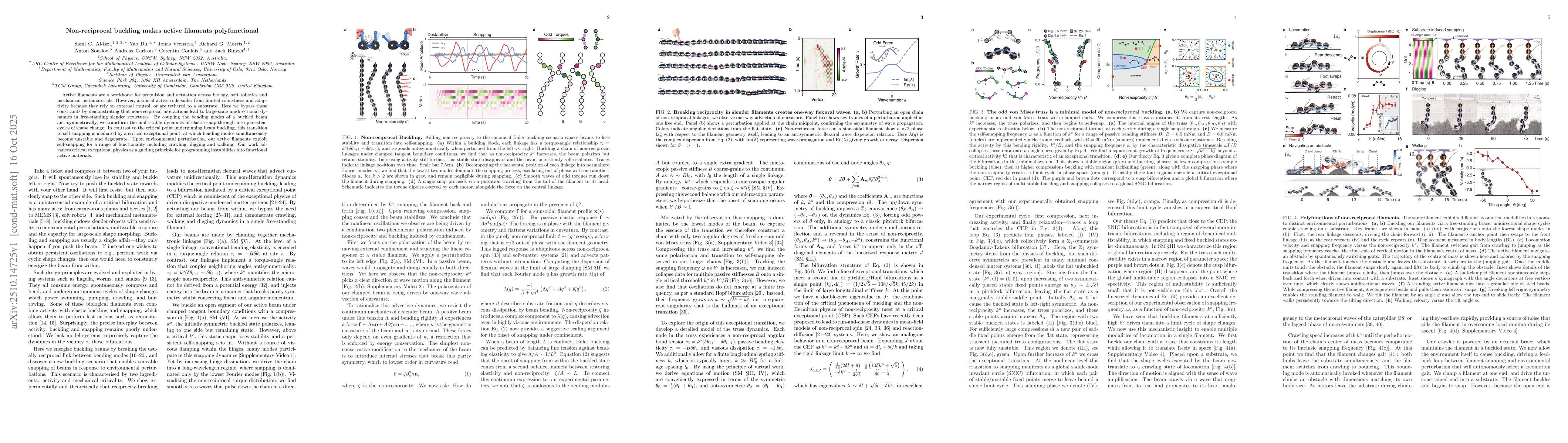 Thumbnail for Non-reciprocal buckling makes active filaments polyfunctional