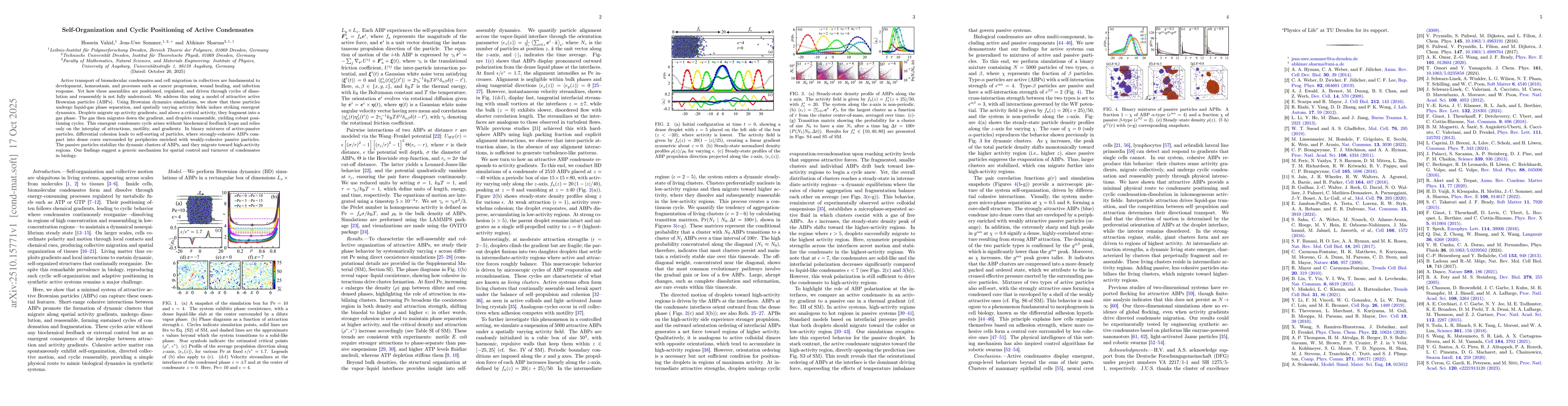 Thumbnail for Self-Organization and Cyclic Positioning of Active Condensates