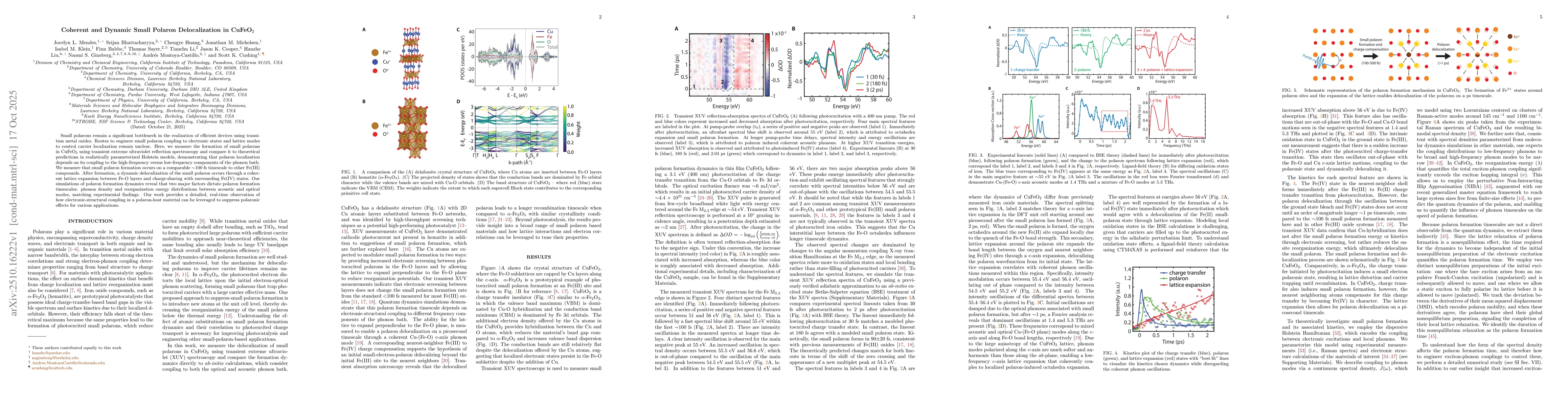 Thumbnail for Coherent and Dynamic Small Polaron Delocalization in CuFeO$_{2}$