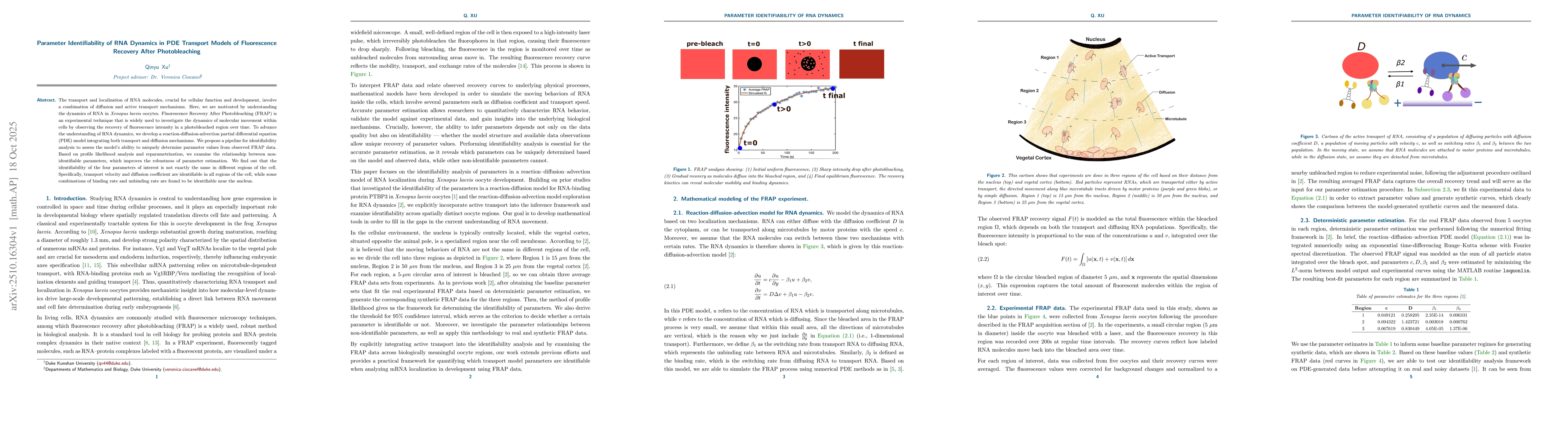 Thumbnail for Parameter Identifiability of RNA Dynamics in PDE Transport Models of
  Fluorescence Recovery After Photobleaching