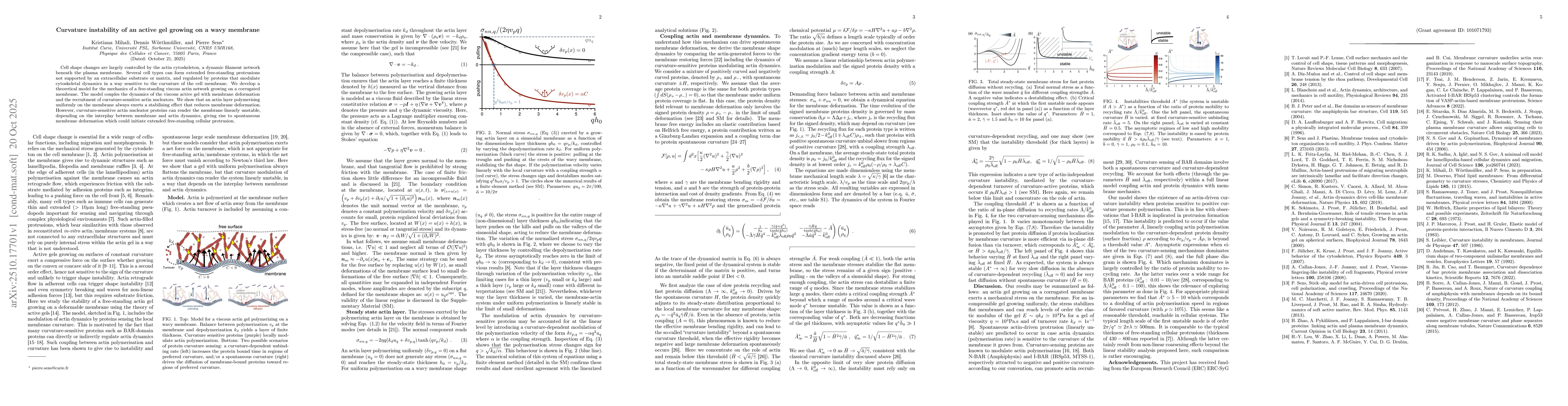Thumbnail for Curvature instability of an active gel growing on a wavy membrane