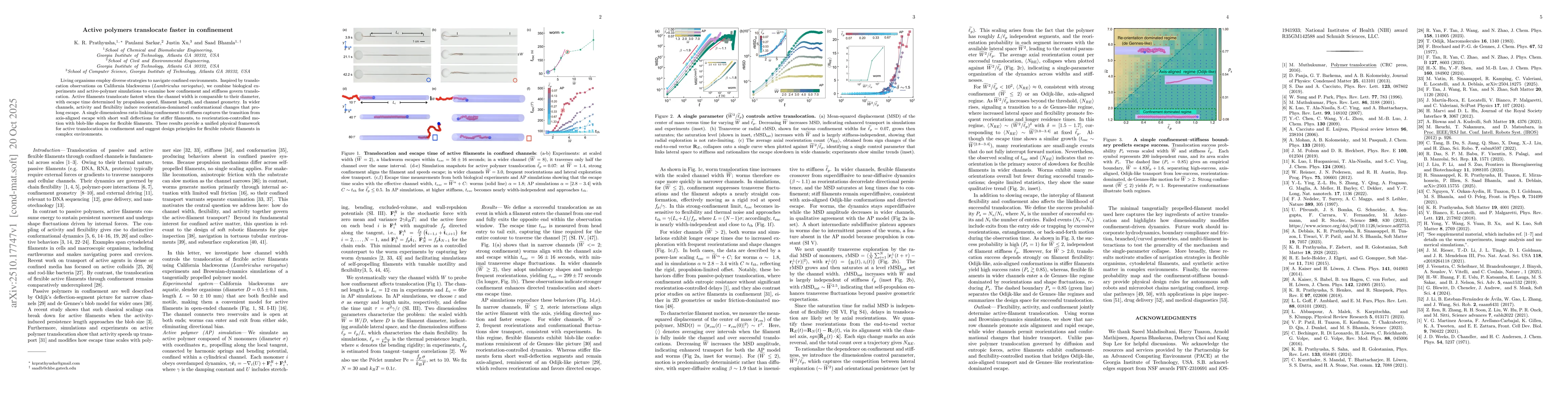 Thumbnail for Active polymers translocate faster in confinement