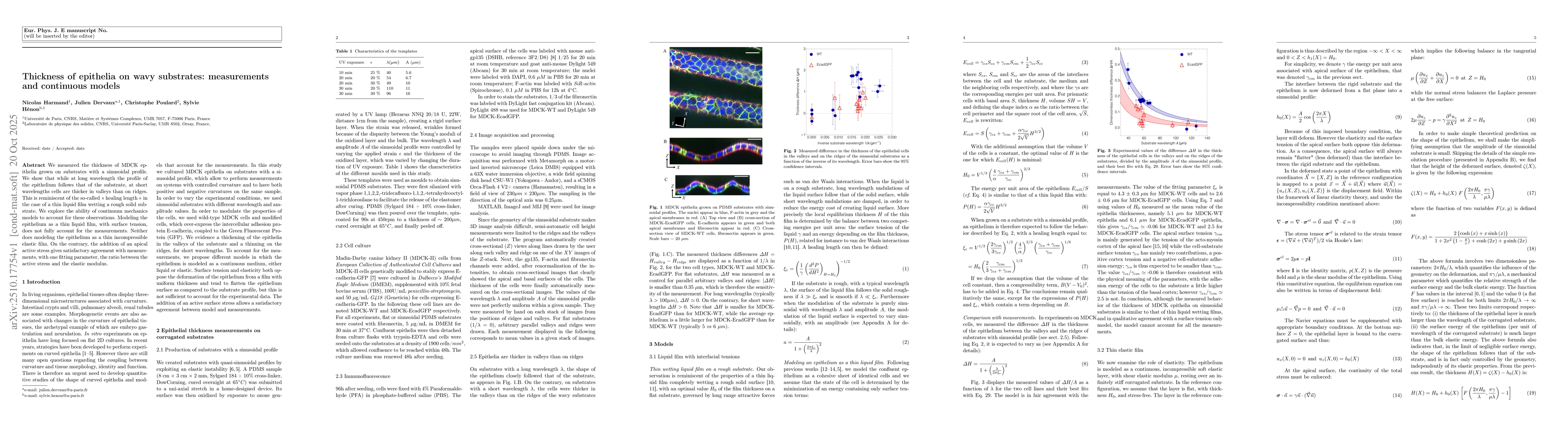 Thumbnail for Thickness of epithelia on wavy substrates: measurements and continuous
  models
