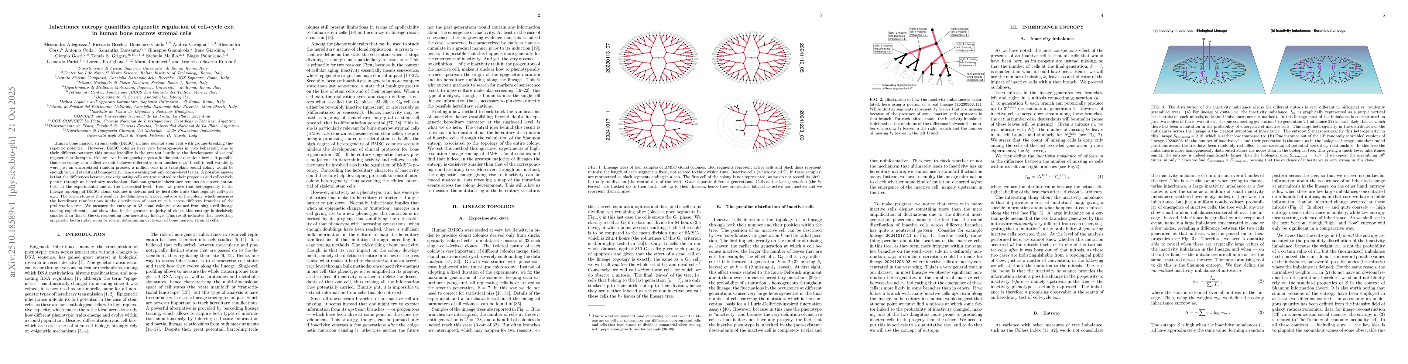 Thumbnail for Inheritance entropy quantifies epigenetic regulation of cell-cycle exit
  in human bone marrow stromal cells